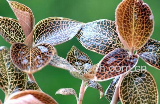 果蔬百科金线莲的功效与作用-0