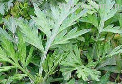 果蔬百科阿氏蒿的来源与功效作用-0