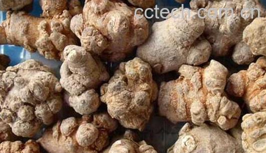 果蔬百科女性吃三七的好处有哪些-0