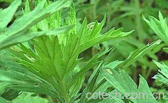 果蔬百科艾叶的药用价值与功效-0