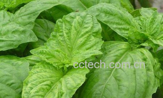 果蔬百科桉叶的功效与作用-0