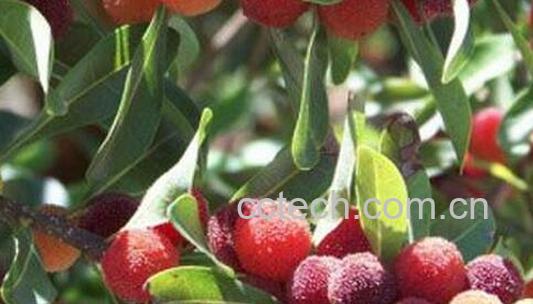 果蔬百科矮杨梅的功效与作用-0