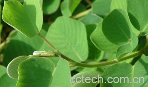 果蔬百科金钱草泡水喝的功效与作用-0