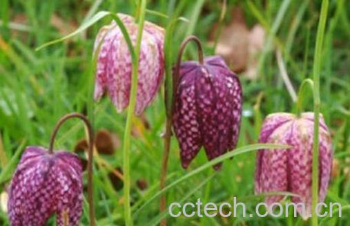 果蔬百科暗紫贝母的功效与作用-0