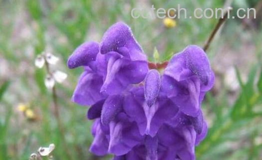 果蔬百科哪些中药能防晒-0