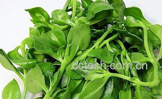 果蔬百科穿心莲的保健功效与作用-0