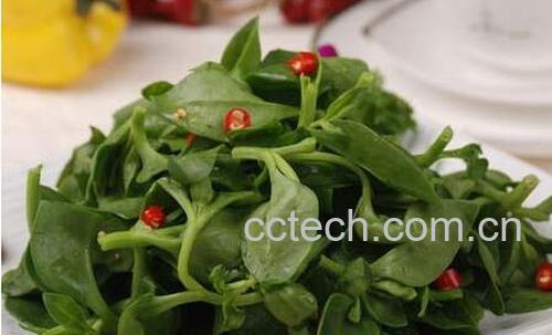 果蔬百科穿心莲的食用禁忌与注意事项-0