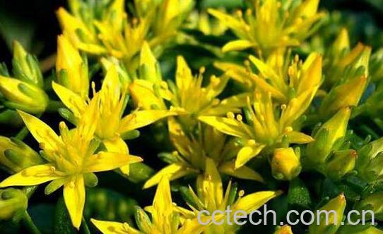 果蔬百科景天三七的营养价值与功效-0