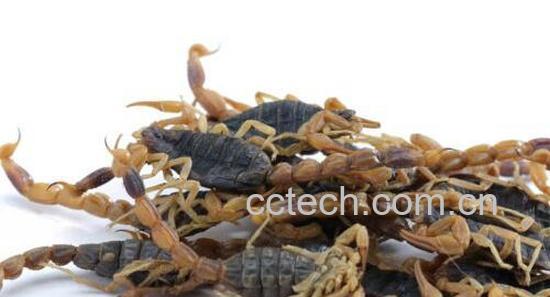 果蔬百科蝎子的功效与作用-0