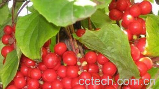 果蔬百科北五味子的功效与作用-0