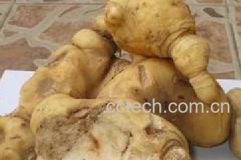 果蔬百科甜黄精的功效与作用-0