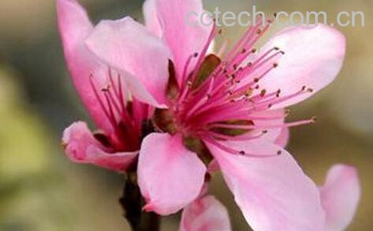 果蔬百科阳桃花的功效与作用-0