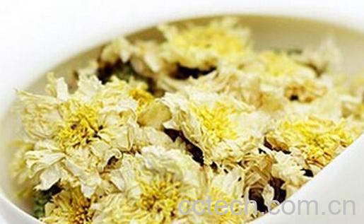 果蔬百科菊花的药用价值与功效-0