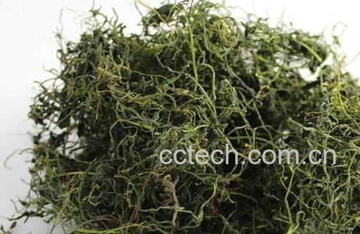 果蔬百科绞股蓝的副作用-0