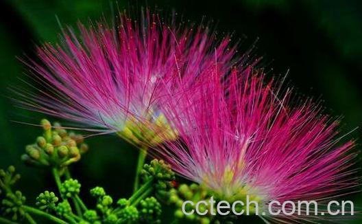 果蔬百科合欢花的食用方法-0