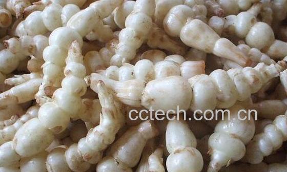 果蔬百科甘露子的功效与作用-0