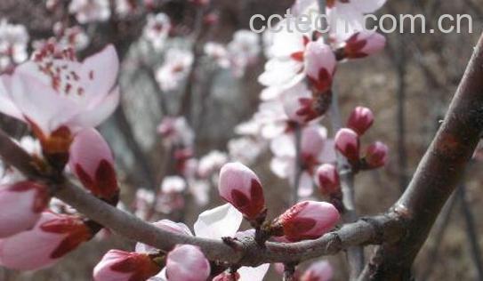 果蔬百科桃枝能治什么病-0