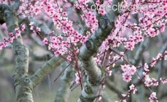 果蔬百科桃枝的功效与作用-0