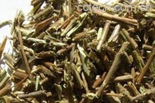 果蔬百科柳枝泡水喝的功效与作用-0