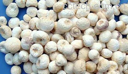 果蔬百科中药半夏的功效与作用-0