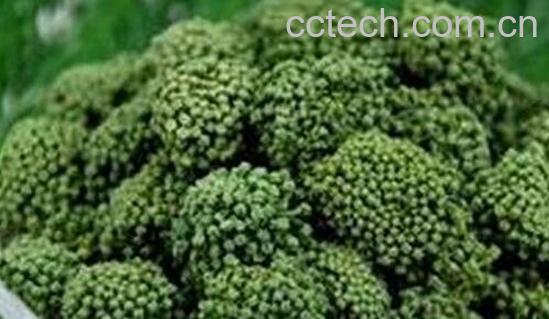 果蔬百科三七花泡水喝的禁忌与注意事项-0