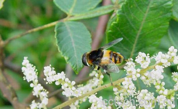 果蔬百科盐麸木花的功效与作用-0