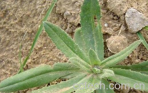 果蔬百科小蓟的药用价值与功效-0