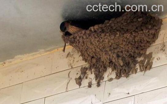 果蔬百科燕窠土的功效与作用-0