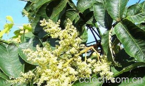 果蔬百科盐麸叶的功效与作用-0