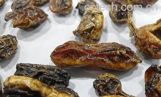 果蔬百科槐角的功效与作用-0