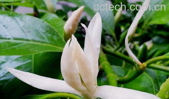 果蔬百科白兰花的药用价值与功效-0