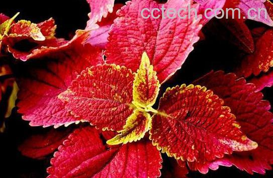 果蔬百科雁来红的药用价值与功效-0