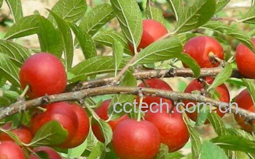 果蔬百科欧李的功效与作用-0