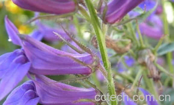 果蔬百科肉半边莲的功效与作用-0