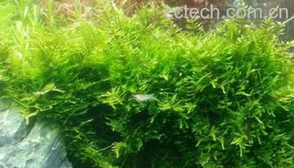 果蔬百科软丝藻的功效与作用-0