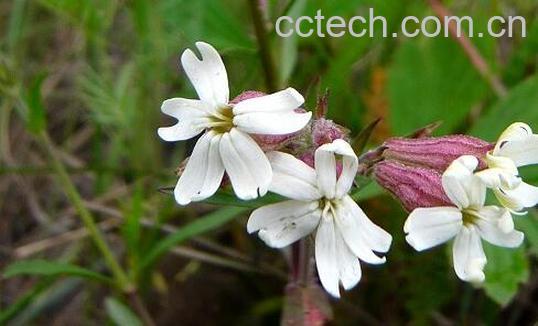 果蔬百科软水黄连的功效与作用-0