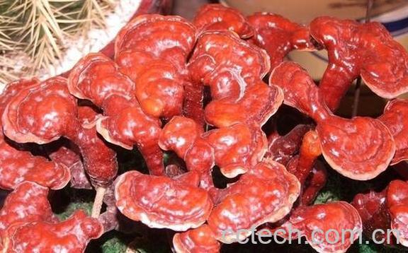果蔬百科吃灵芝的注意事项-0