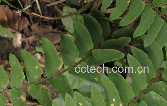 果蔬百科欧绵马的功效与作用-0