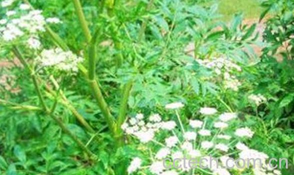 果蔬百科欧泽芹的功效与作用-0