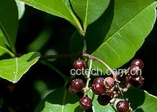 果蔬百科羊山刺的功效与作用-0