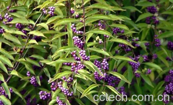 果蔬百科紫珠叶的药用价值与功效-0