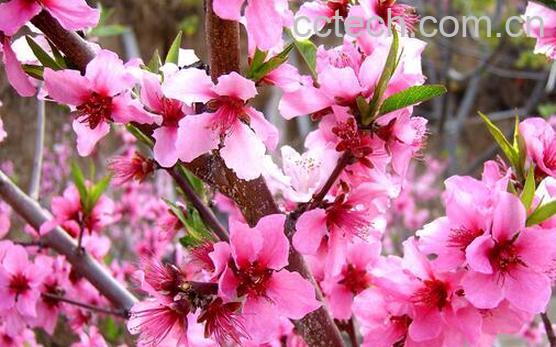 果蔬百科桃花的美容功效与用法-0