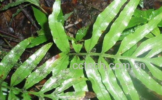 果蔬百科羊七莲的功效与作用-0