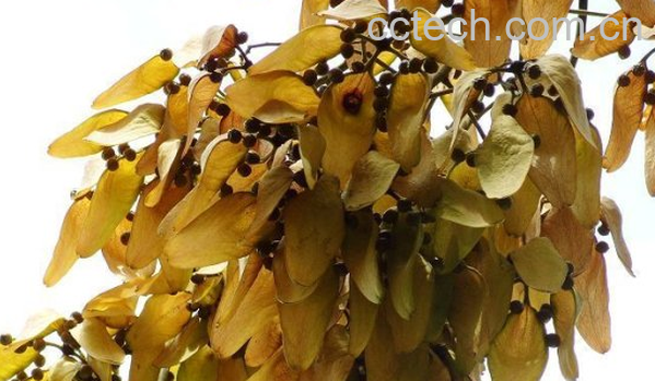 果蔬百科梧桐子泡水喝的功效与作用-0