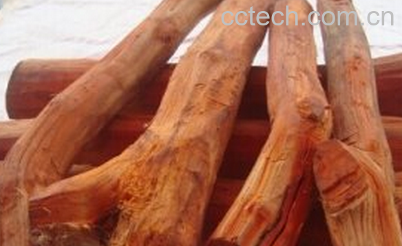 果蔬百科苏木的食用方法与具体功效-0