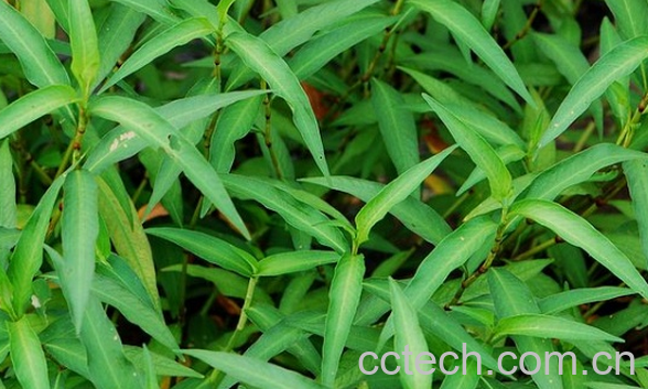 果蔬百科水蓼的功效与作用-0