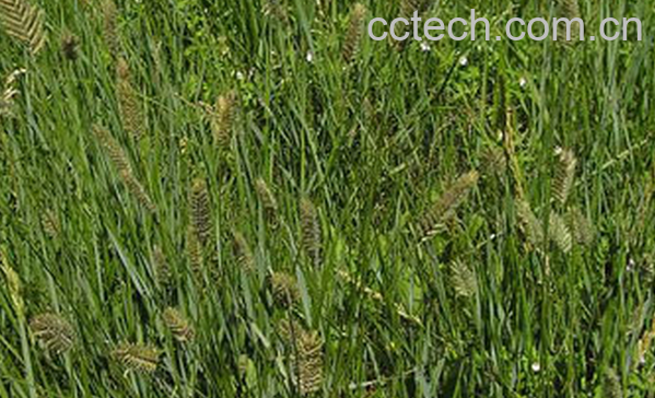 果蔬百科冰草根的功效与作用-0