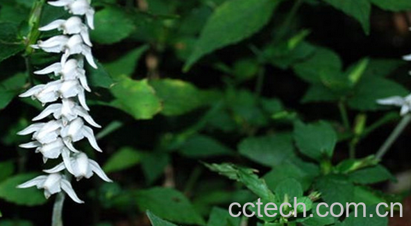 果蔬百科斑叶兰根的功效与作用-0