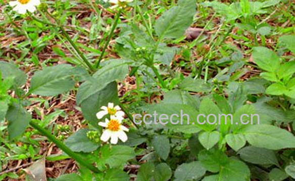 果蔬百科白花果的功效与作用-0