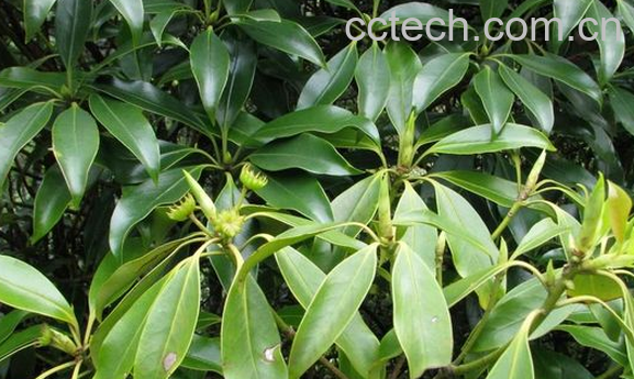 果蔬百科地枫皮的功效与作用-0